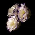 Эустомы Эустомы