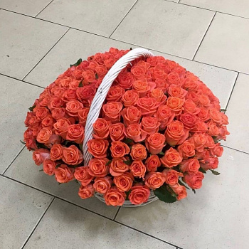 Роза "Wow" 101шт.